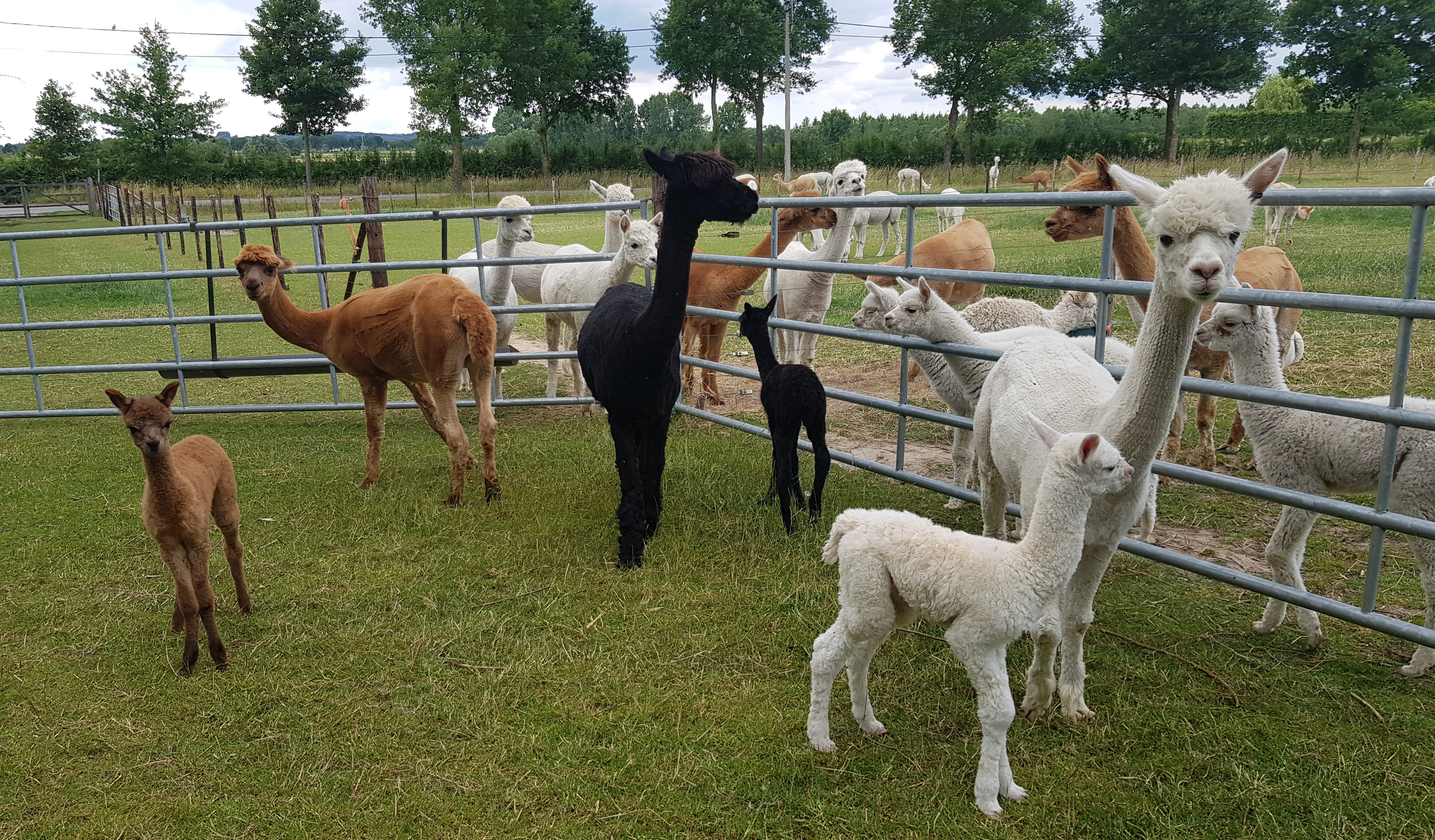 alpacas in de wei