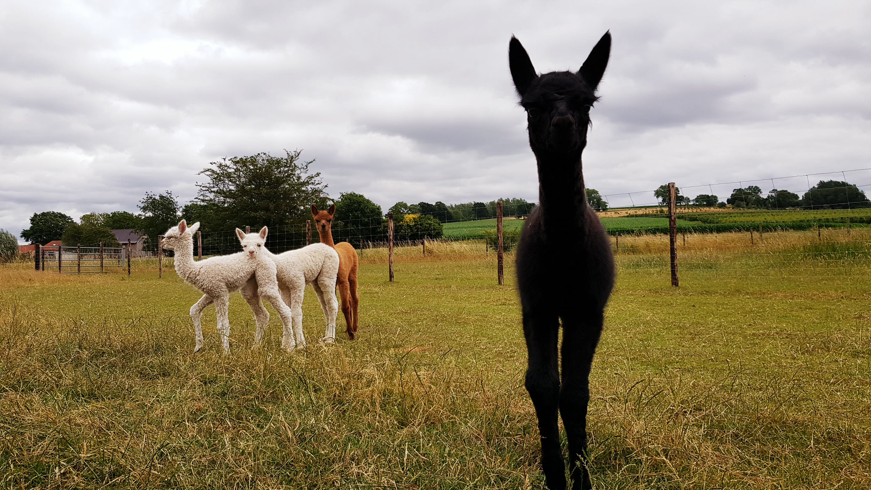 alpacas in de wei