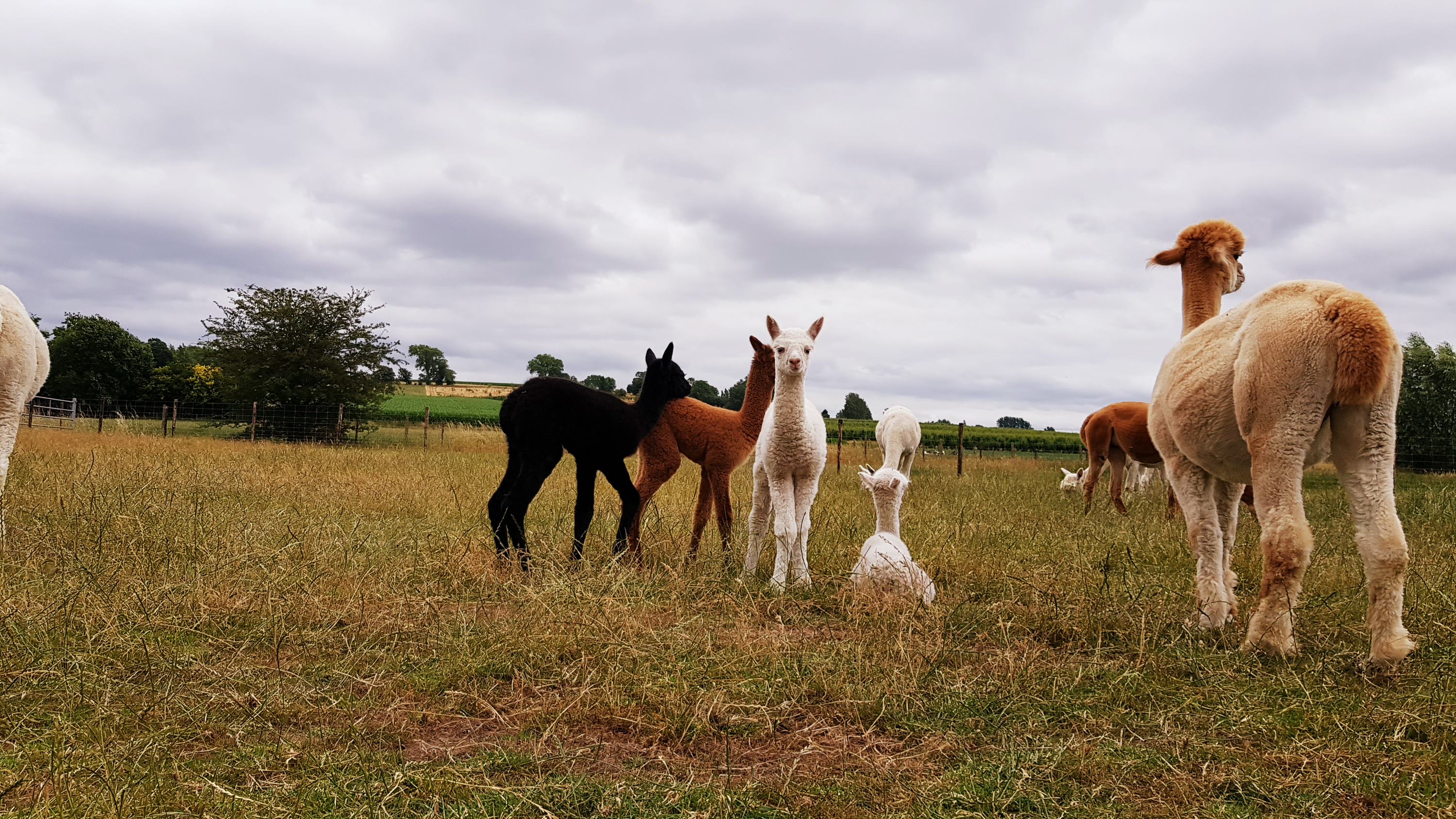 alpacas in de wei