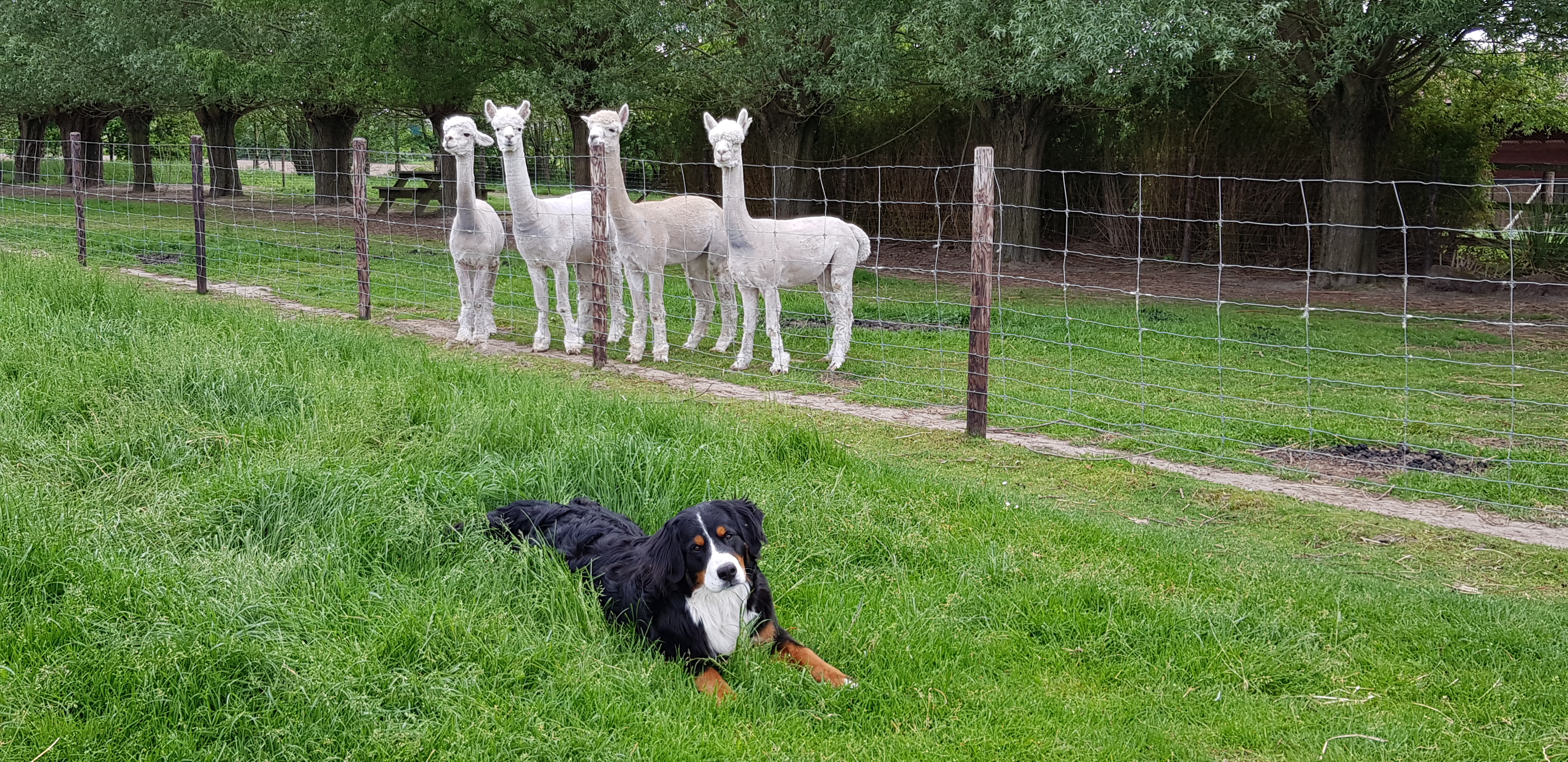 baby alpacas