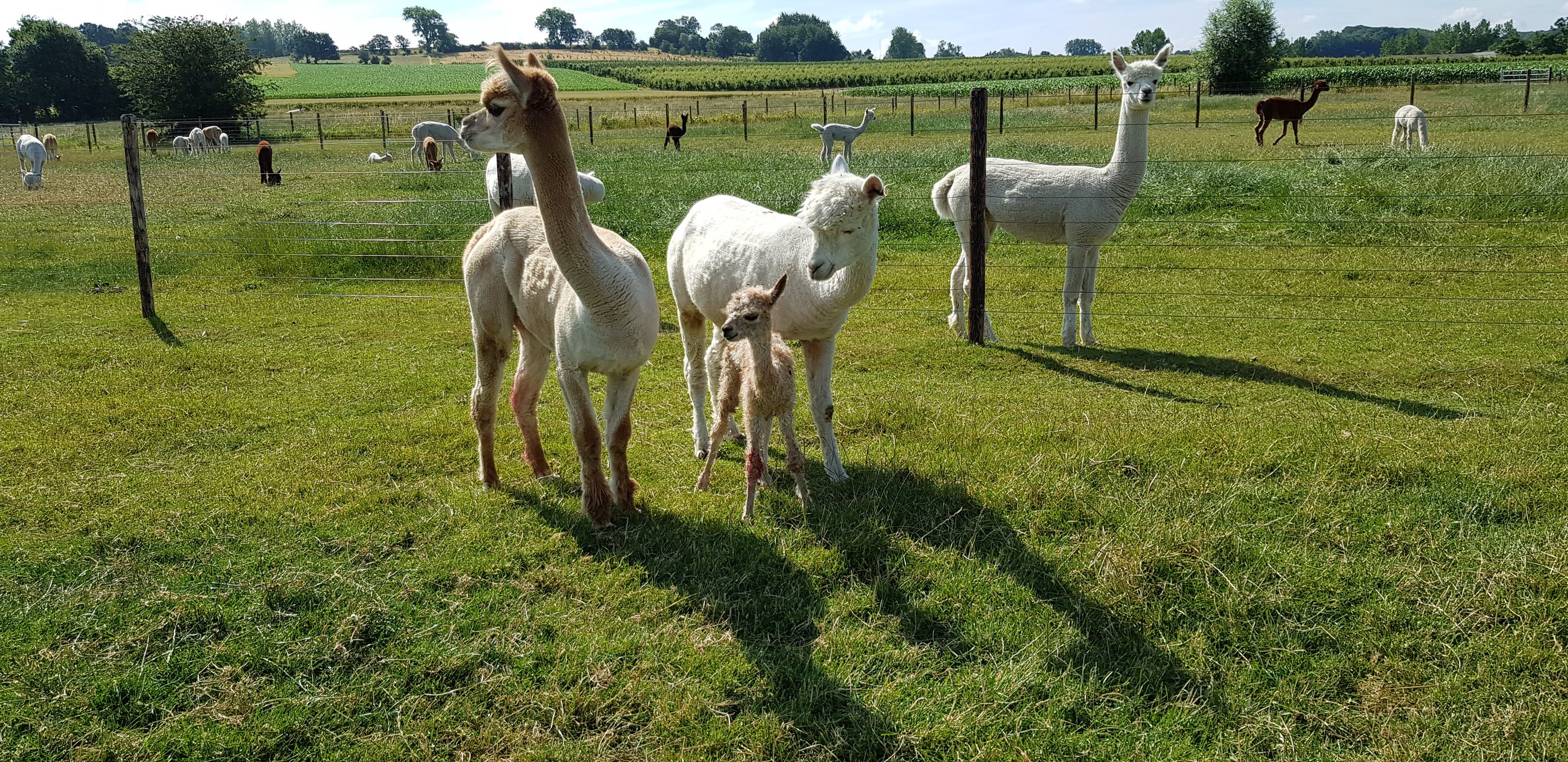 alpaca met baby