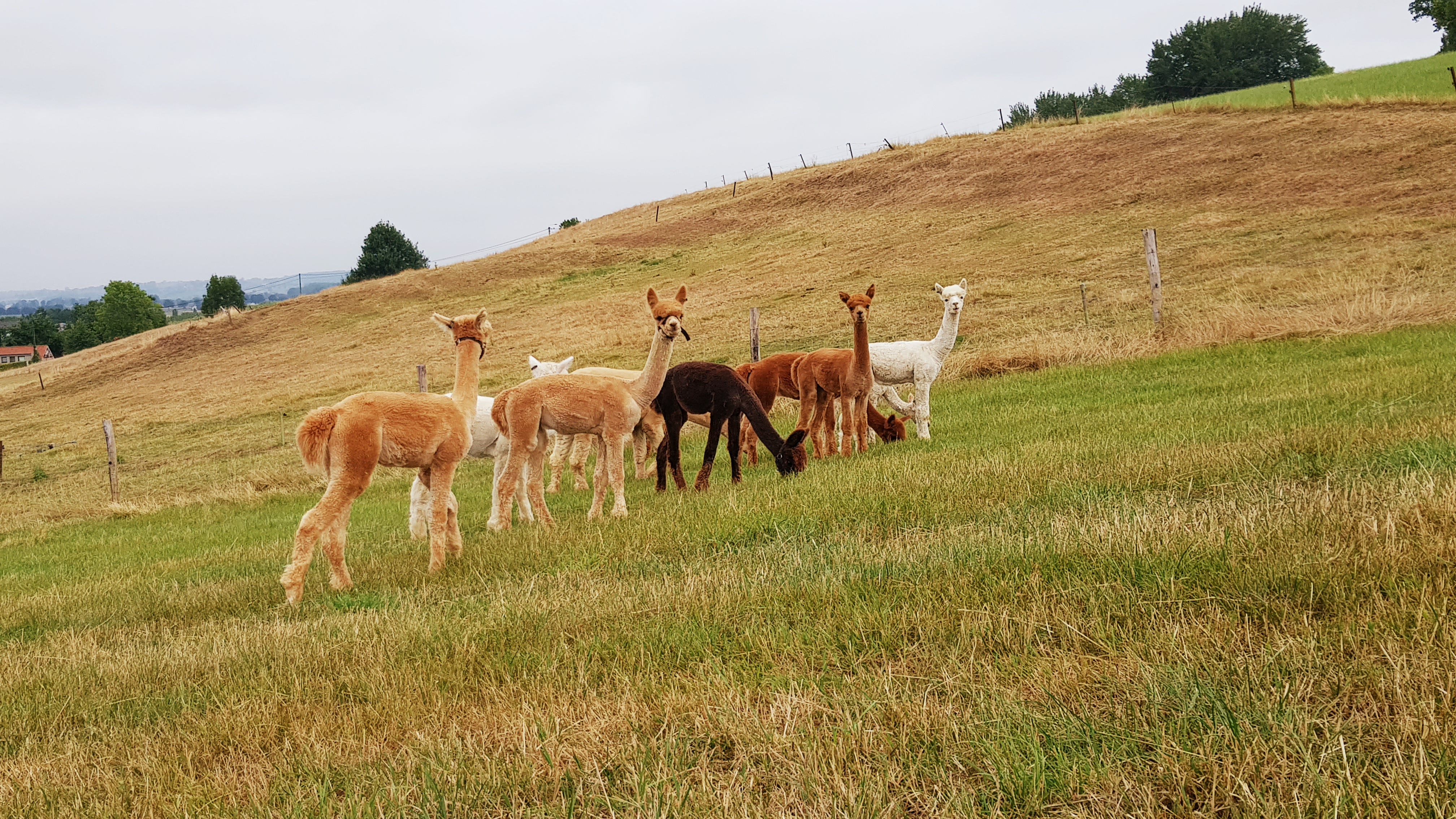 alpaca met baby