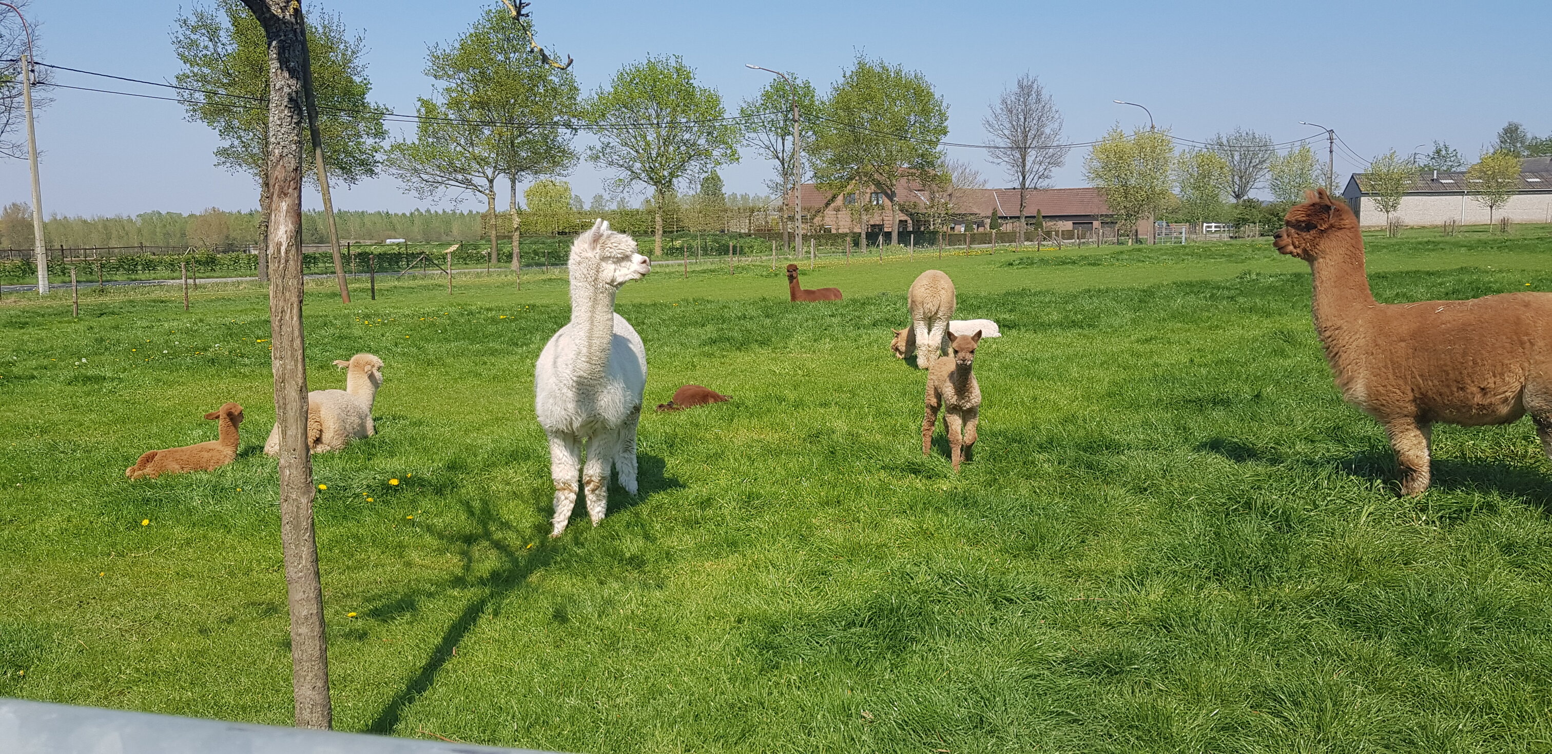 alpacas in de wei